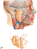 Facial Nerve Branches and Parotid Gland