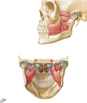 Muscles Involved in Mastication (continued)