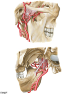 Superficial Temporal and Maxillary Arteries