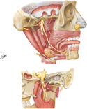 Mandibular Nerve (CN V3)