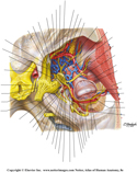 Infratemporal Fossa