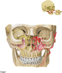 Nerves and Arteries of the Midface