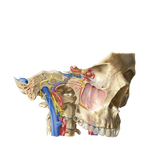 Orientation of Nerves and Vessels of the Cranial Base