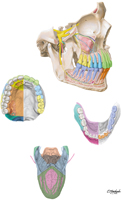 Afferent Innervation of Oral Cavity and Tongue