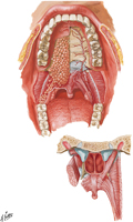 Roof of Oral Cavity
