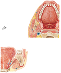Tongue and Salivary Glands: Sections