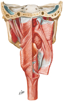 Muscles of Pharynx: Partially Opened Posterior View