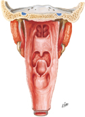 Pharynx: Opened Posterior View