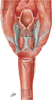 Pharyngoesophageal Junction