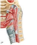 Muscles of Pharynx: Medial View