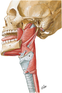 Muscles of Pharynx: Lateral View