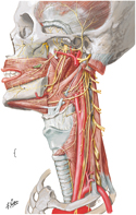 Nerves of Oral and Pharyngeal Regions