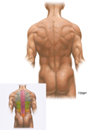 Surface Anatomy of Back