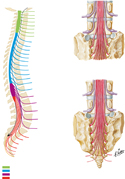 Spinal Nerve Roots and Vertebrae