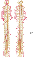 Arteries of Spinal Cord: Schema