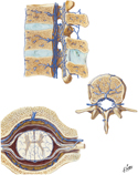 Veins of Spinal Cord and Vertebral Column