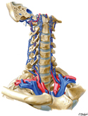 Veins of Vertebral Column: Vertebral Veins