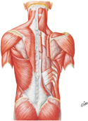 Muscles of Back: Superficial Layer