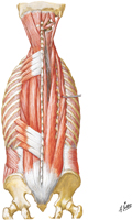 Muscles of Back: Intermediate Layer