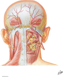 Nerves of Back of Neck