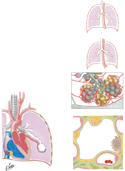 Anatomy of Ventilation and Respiration