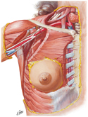 Arteries of Breast