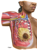Lymphatic Drainage of Breast