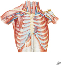 Anterior Thoracic Wall (continued)