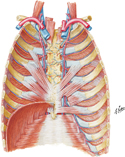 Anterior Thoracic Wall: Internal View