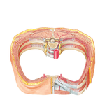 Intercostal Nerves and Arteries