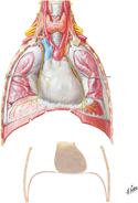 Phrenic Nerve and Relationship to Pericardium