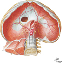 Diaphragm: Abdominal Surface