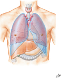 Lungs in Thorax: Anterior View