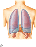 Lungs in Thorax: Posterior View