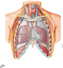 Lungs in Situ: Anterior View