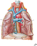 Great Vessels of Mediastinum