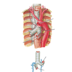 Bronchial Arteries and Veins