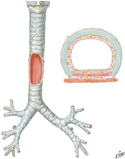 Trachea and Major Bronchi