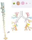 Bronchi and Intrapulmonary Airways