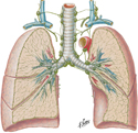 Lymphatic Vessels of Thorax and Pulmonary and Mediastinal Lymph Nodes