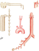 Innervation of Tracheobronchial Tree: Schema