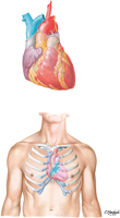 Heart and Precordial Areas of Ausculatation