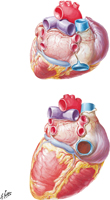 Heart: Base and Diaphragmatic Surface