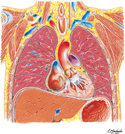 Thorax: Coronal Section of Heart and Ascending Aorta