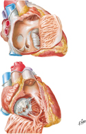 Right Atrium and Ventricle