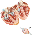 Atria, Ventricles, and Interventricular Septum