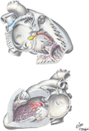 Conducting System of Heart