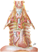 Nerves of Thorax