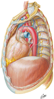 Mediastinum: Left Lateral View