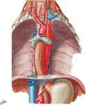 Esophagus in Situ